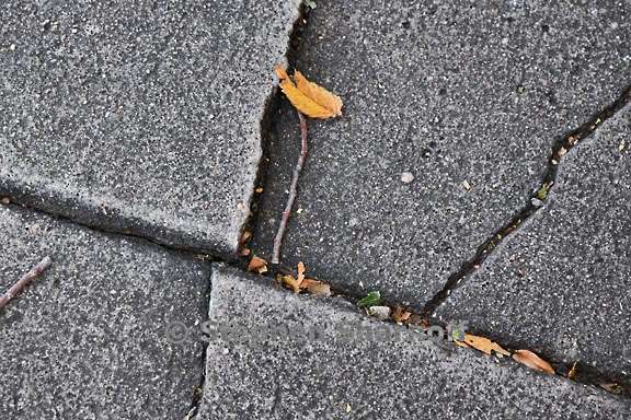 cracks and leaves 1 graphic